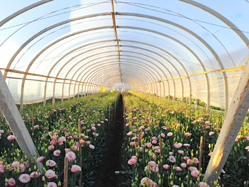 洋桔梗與蔬菜種植 技術與要點