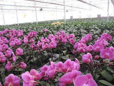 轉型跨越看山西——蔬菜種植的破局與新生