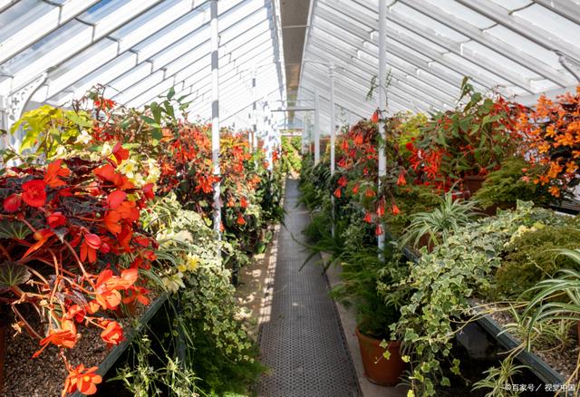 花卉大棚采暖 保障花卉品質與產量的關鍵技術