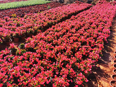 海南花卉種植園 熱帶風情的花卉產業