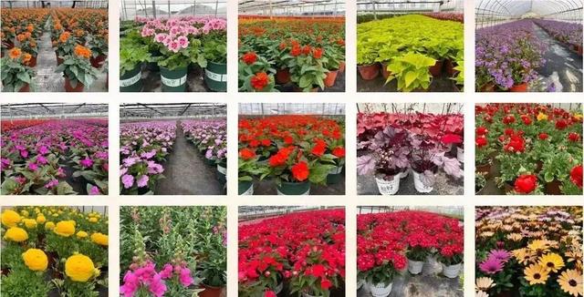 2022年國家農民合作社示范社名單揭曉，青浦蔬菜種植合作社成功入選