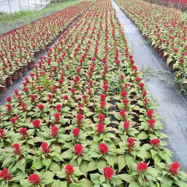 時令草花種植指南 綻放四季之美