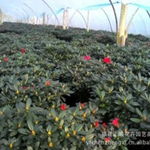 福建陳海亮花卉苗木產品供應與租擺服務全覽